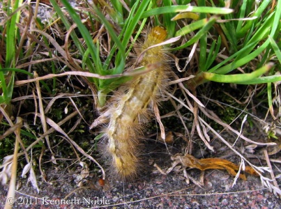 buff ermine, larva (Spilosoma luteum) Kenneth Noble